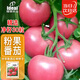 ldeal毛粉西紅柿種子春季夏季盆栽蔬菜種籽老品種口感型大粉果番茄種子