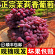 遼寧茉莉香葡萄2025新鮮現(xiàn)摘郁金香無籽提子孕婦水果 凈重2斤裝【2-4串】