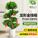 愛優(yōu)尚金錢榕招財搖錢樹盆栽辦公室客廳室內(nèi)大綠植盆景喬遷開業(yè)源頭直發(fā)
