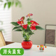 紅掌盆栽一帆風(fēng)順八方來(lái)財室內面好養活花卉綠植年宵花過(guò)年送禮 紅掌-紅球盆-太空銀托盤(pán) 整體高約25-30CM
