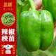 北蔬 辣椒苗青椒菜椒蔬菜苗活苗帶土秧苗 綠青椒苗6棵源頭直發(fā)包郵