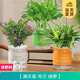 開(kāi)時(shí)果 綠植盆栽辦公室彩色懶人盆 水培水養綠植物盆景源頭直發(fā)包郵 滿(mǎn)天星+綠蘿+吊蘭 含盆