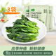 簡田新鮮速凍油菜心3袋應(yīng)季冷凍蔬菜廣東青菜心輕食代餐免洗凈菜 400g*3袋