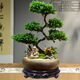 真柏盆栽迎客松室內客廳辦公室桌面盆景綠植四季常青展廳裝飾擺件 境林藝術(shù)5層真柏+底座 帶盆栽好