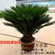 秋芊卉精品鐵樹(shù)大型盆景四季常青公母鐵樹(shù)北方室外地栽盆栽耐寒耐熱樹(shù)苗 球直徑16-17cm（樹(shù)高0.9-1m）1顆