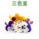 京滿(mǎn)隆新鮮三色堇可食用花50朵/盒西餐擺盤(pán)裝飾烘焙蛋糕點(diǎn)綴三色花鮮花 1盒