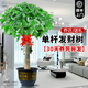 臨雅的花園大型發(fā)財(cái)樹盆栽室內(nèi)客廳招財(cái)高級(jí)感落地喬遷之喜懶人好養(yǎng)活風(fēng)水樹 獨(dú)桿發(fā)財(cái)樹1-1.2米+福字盆