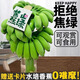 田果匠【禁止蕉綠】辦公室拒絕焦慮水培小米蕉擺件可觀賞可食用整株帶桿 7-8斤（帶桿整串/不帶瓶）