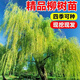 壹植垂柳樹(shù)苗黃金柳樹(shù)直柳大樹(shù)公園風(fēng)景樹(shù)工程綠化苗木四季常青好養活 (超值2棵裝)青柳垂柳(1公分粗）送肥料 其他