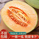 吉果叔 海南哈密瓜 新鮮水果當(dāng)季網(wǎng)紋瓜脆甜哈蜜瓜生鮮帶箱 9斤凈重8.5 【商超裝】至臻品質(zhì)