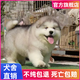 寵邁鑫純種阿拉斯加幼犬巨型灰桃阿拉斯加雙血統(tǒng)棕色雪橇犬寵物狗狗活物 血統(tǒng)級 灰桃 公