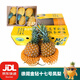 徐聞鳳梨金鉆十七號 甘蔗鳳梨 芒果鳳梨 新鮮水果菠蘿特產(chǎn)禮箱裝 金鉆大果10斤裝（3-4個(gè)）