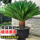 精品鐵樹(shù)盆栽大型老樁公母落地綠植陽(yáng)臺庭院旺宅喬遷送禮盆景好養 門(mén)口精品鐵樹(shù)120-130CM 帶盆載好送貨上門(mén)