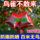 新款驅鳥(niǎo)神器高效趕鳥(niǎo)專(zhuān)用防鳥(niǎo)藥袋驅鳥(niǎo)劑果園田地嚇鳥(niǎo)麻雀不敢來(lái) 一袋裝30小包【高效防鳥(niǎo)】