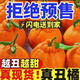 丑八怪丑橘耙耙柑橘子新鮮蜜橘桔子當季時令應季水果整箱柑橘 10斤 小果+網套特惠促銷