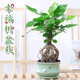 免費領(lǐng)取 幸福樹(shù)盆栽提根綠寶植物盆景四季常室內發(fā)財樹(shù)金錢(qián)樹(shù) 提根綠寶【青竹陶瓷盆送鋪面陶?！? title=