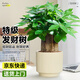 愛(ài)優(yōu)尚發(fā)財樹(shù)小盆栽盆景辦公室桌面盆栽室內客廳綠植好養招財樹(shù)源頭直發(fā)