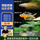 云峰海瑞 小型熱帶魚觀賞魚活體紅綠燈魚淡水水族魚寵物虎(四間魚)皮魚 鶯歌燕舞仙女合輯 共4條