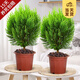 開時(shí)果 金柏樹苗側(cè)柏盆栽植物 香松小綠植好養(yǎng)四季常青盆景源頭直發(fā)包郵 原生盆2盆(30-35cm) 加享 肥料