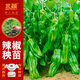 北蔬 辣椒苗帶土秧苗四季蔬菜苗活苗 薄皮泡椒辣椒苗6棵源頭直發(fā)包郵