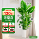 臨雅[30天養(yǎng)死包補(bǔ)]天堂鳥(niǎo)綠植客廳盆栽室內(nèi)吸甲醛大型植物花卉落地 A+級(jí)天堂鳥(niǎo)1.4-1.6米【梯形盆】