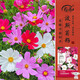 壽禾格?；ǚN子苗波斯菊花籽批發(fā)混色大花波斯菊種子300g(100gx3包)