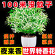 齊哲夜來香花卉盆栽四季開花濃香型室內(nèi)陽臺型驅(qū)蚊蟲 夜來香5年大苗(原土發(fā)貨)【芳香驅(qū)蚊】