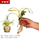 華香園蘭花苗矮種四季蘭建蘭黃金中透線(xiàn)藝吉祥如意綠植花卉盆栽 吉祥如意3苗連體裸根 不帶花苞