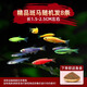 瘋狂水草觀賞魚活體斑馬魚斗魚孔雀魚小型熱帶魚淡水燈魚 精品糖果斑馬隨機8條