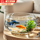 智宙魚缸生態(tài)缸中小圓形玻璃魚缸加厚斗魚缸金魚缸懶人客廳桌面魚缸 20*15*10cm玻璃魚缸