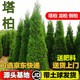 楓溢秋塔柏樹苗柏苗松柏樹苗掃墓墓地松樹苗柏樹苗四季長青工程綠化苗木 2.2-2.5米高