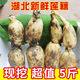 新鮮蓮藕湖北農(nóng)家自種應(yīng)季現(xiàn)挖九孔蓮藕清炒涼拌藕段火鍋燉湯 5斤