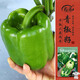 壽禾甜椒種子苗青椒燈籠椒不辣菜種籽 濰豐賽爾威2號綠甜椒種子60粒