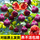 大禹無(wú)花果樹(shù)苗地栽北方大果樹(shù)苗南方庭院盆栽 紅皮波姬紅無(wú)花果樹(shù)苗2年苗 1盆