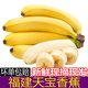 福建天寶黃皮新鮮香蕉 香甜軟糯自然熟現(xiàn)摘當季水果香蕉直發(fā)整箱 天寶蕉5斤凈重(約17-22根)