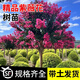 紅紫薇樹苗庭院花卉大苗植物室外紅紫薇花苗別墅綠化盆栽四季開花 五公分粗紫薇（樹形優(yōu)美帶土球）