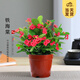 開時(shí)果 鐵海棠盆栽帶花發(fā)貨 虎刺梅四季開花卉植物盆景綠植源頭直發(fā)包郵 鐵海棠+原生盆