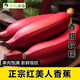 鮮氧果倉(cāng)紅美人香蕉當(dāng)季水果現(xiàn)摘新鮮紅皮芭蕉米蕉批發(fā)整箱孕婦 【紅美人香蕉】5斤--現(xiàn)摘現(xiàn)發(fā)