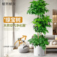 植男植女幸福樹造型綠寶盆栽綠植客廳室內(nèi)大型綠植辦公室喬遷新居源頭直發(fā)