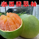 呈秋正宗泰國翡翠金柚青皮紅心柚大果當季進(jìn)口甜青柚孕婦新鮮水果整箱 草綠色 中果【單果1.6-2.2斤】1個(gè)