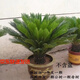 秋芊卉精品鐵樹(shù)大型盆景四季常青公母鐵樹(shù)室內室外地栽盆栽耐寒耐熱樹(shù)苗 球直徑12-13cm（樹(shù)高70-80cm）