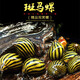 卡奇魚(yú) 淡水除藻觀(guān)賞螺 吃褐藻絲藻 青苔 黑毛清缸吃垃圾清潔魚(yú)缸工具螺 大號斑馬螺5只（1.3-1.8cm）
