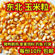 2025年?yáng)|北新玉米粒10斤干玉米粒喂豬雞鴨鵝鳥(niǎo)家禽飼料鴿子糧釣魚(yú) 精選玉米粒(10斤裝)國儲標準 黑龍江玉米粒-顆顆飽滿(mǎn)