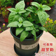 卉雙意大利大葉甜羅勒九層塔帶盆可吃香草新鮮綠植盆栽?xún)艋諝庀懔?甜羅勒(加侖盆)