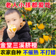【現(xiàn)摘】四川高山金堂臍橙9斤產(chǎn)地直發(fā)橙子大果新鮮水果手剝橙5斤 9斤 75mm以上 大果