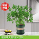 中夢薰衣草盆栽室內(nèi)陽臺庭院花卉綠植多季開花草花 （香葉天竺葵）+加侖盆