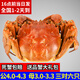 【活蟹】陽(yáng)澄迦大閘蟹 鮮活大螃蟹公蟹母蟹 海鮮水產(chǎn)生鮮禮盒現貨 公4.0-4.3兩母3.0-3.3兩3對6只