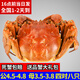 【活蟹】陽澄迦大閘蟹 鮮活大螃蟹公蟹母蟹 海鮮水產(chǎn)生鮮禮盒 公4.5-4.8兩母3.5-3.8兩4對8只