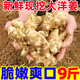 黃六爺洋姜鬼子姜10斤野新鮮現(xiàn)蔬菜生菊芋胰島果洋姜農(nóng)家自種挖醬腌泡菜 【精選新鮮白洋姜】9斤