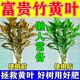 富貴竹營(yíng)養液水養水培綠植營(yíng)養液黃葉干尖免稀釋殺菌營(yíng)養肥 3瓶裝【只要兩瓶?jì)r(jià)】